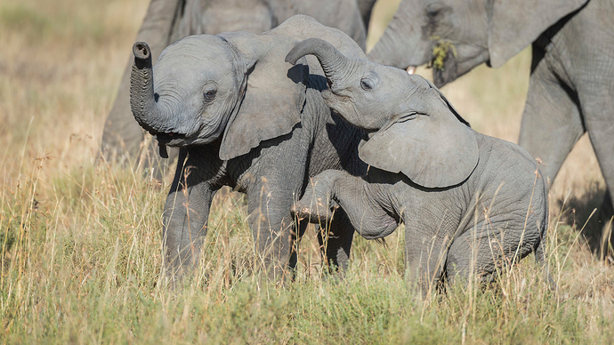 269_fullimage_baby-olifanten-vrienden-spelen-tanzania