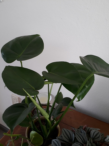 20180610_115252