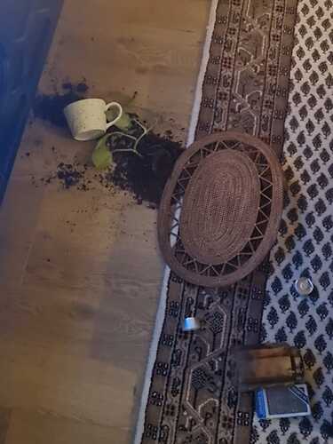 stoutkat