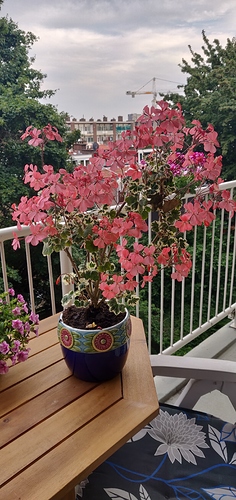 IMG_20190623_201933