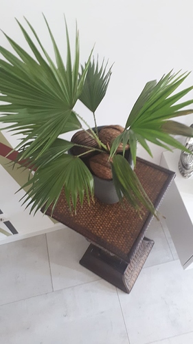 IMG-20190703-WA0003