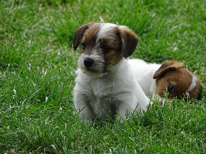 Jackrussellpuppy
