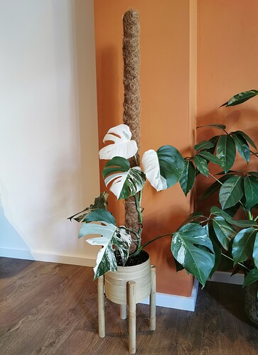 monstera