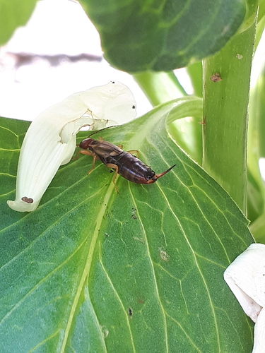 Insect