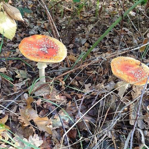 20201105_130149