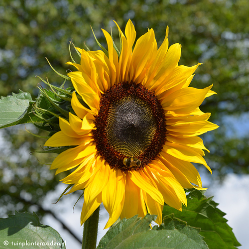 grote-zonnebloem