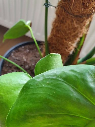 monstera