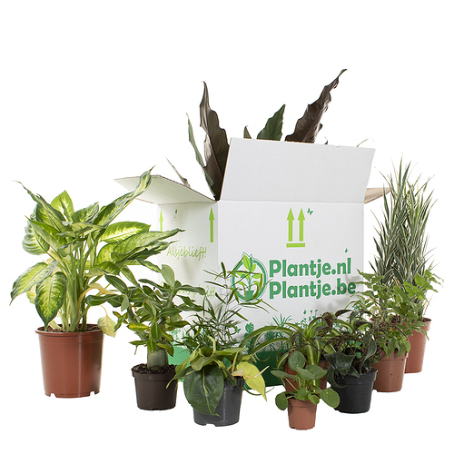 groene-kneusjes-box