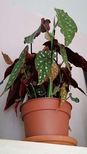 IMG-20200801-WA0038