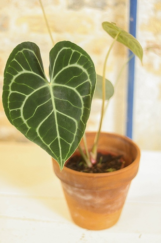 Anthurium clarinervium