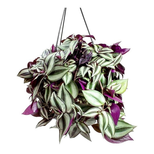 Tradescantia-zebrina-Wandering-Jew-Houseplant_2000x-800x800