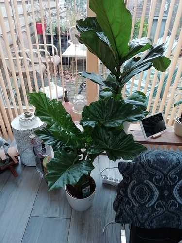 IMG-20191127-WA0003