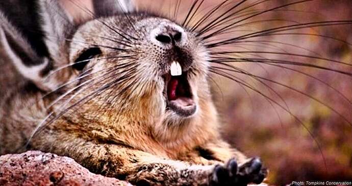 Vizcacha_1000x528