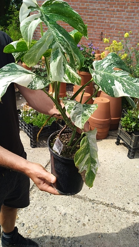 monstera