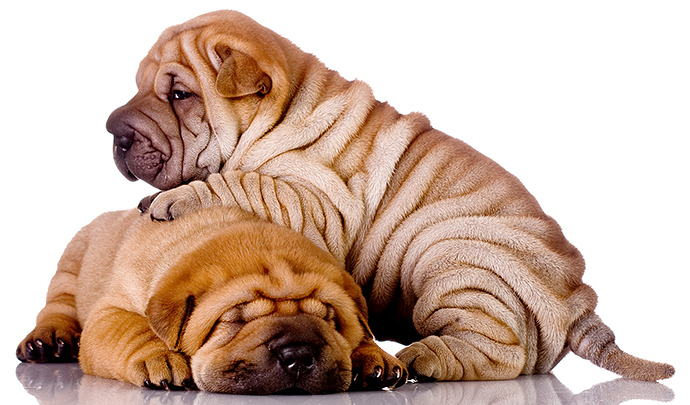 shar-pei-9