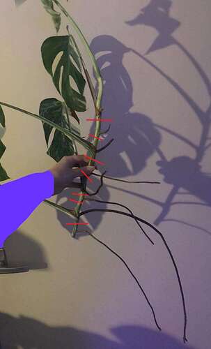 monstera