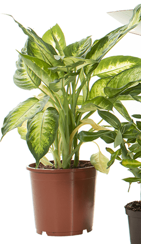 plant