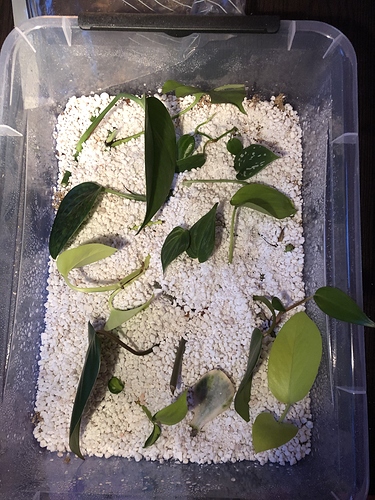 Prop box oktober 27