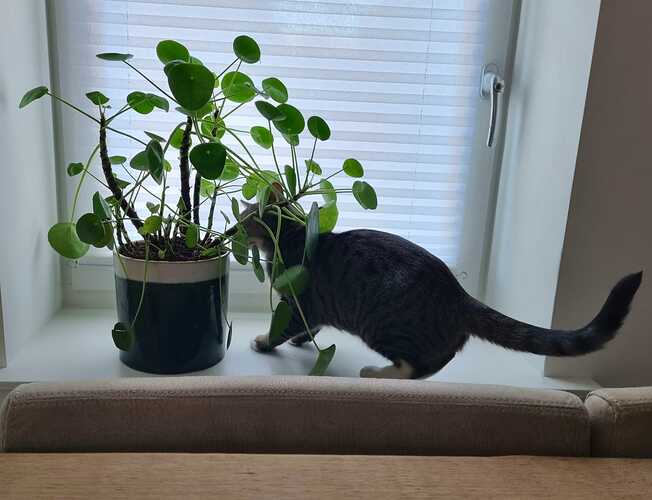 stoutkat4