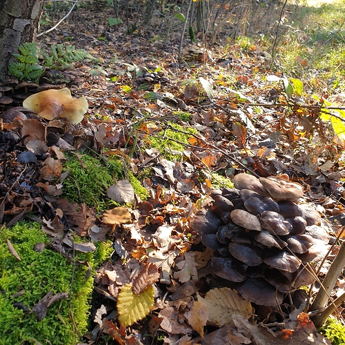20201105_130536