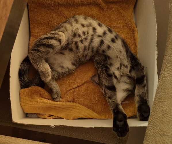 babykat2