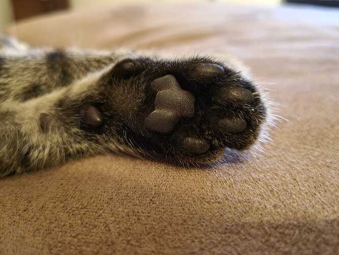 babykat