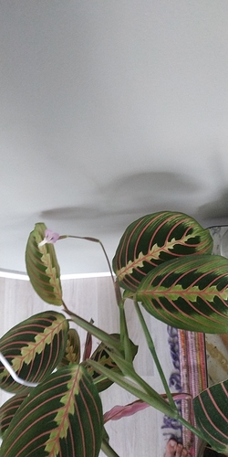 IMG-20190724-WA0009