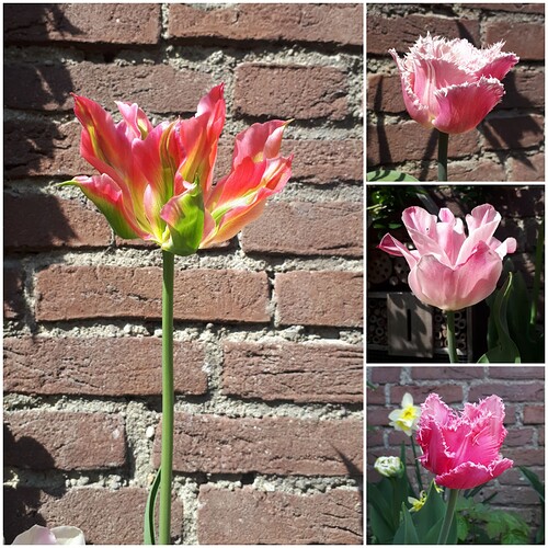 Tulpen