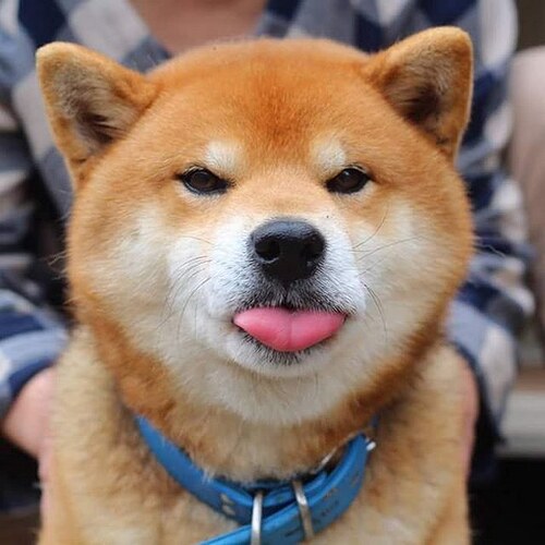 cute-dog-shiba-inu-ryuji-japan-57
