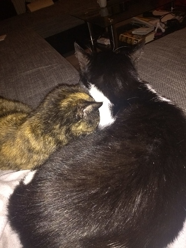 IMG-20190102-WA0001