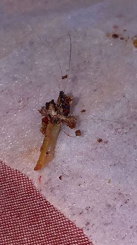IMG-20220519-WA0010