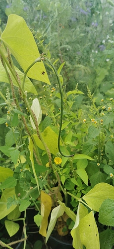 IMG-20190715-WA0000