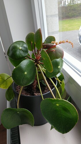 IMG-20210410-WA0000