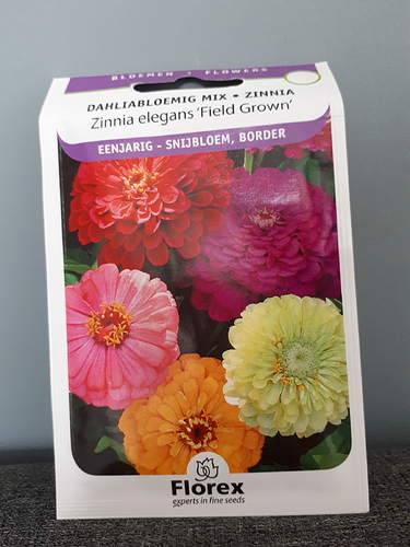 Zinnia