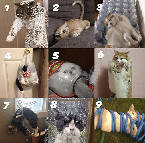 which-awkward-cat-are-you-today-447402