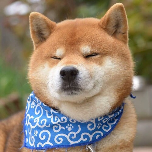 this-is-ryujii-the-handsome-and-ridiculously-cute-shiba-from-japan-01-7