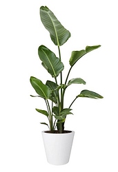 elho-strelitzia-nicolai-in-elho-pot