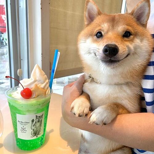 smilling-shiba-inu-26