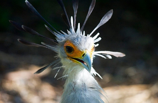 6745-Secretary Bird Head