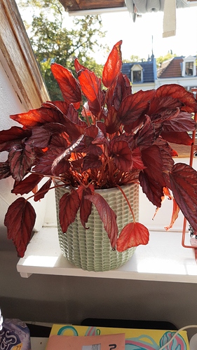 IMG-20191002-WA0010