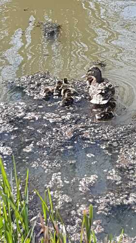 IMG-20210418-WA0008