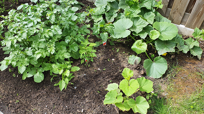 moestuin 2020