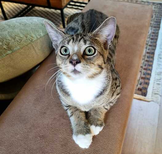 kat1