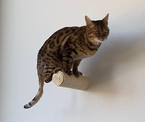sisal kat