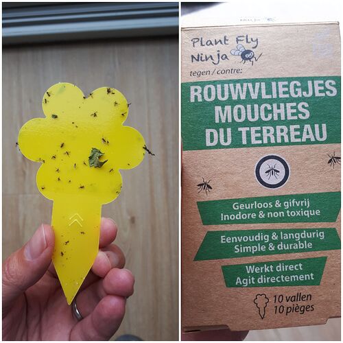 Rouwvlieg
