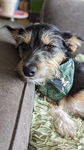 yoko bandana