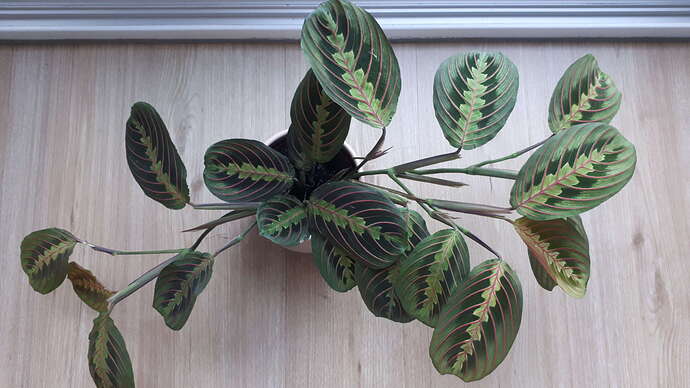 Maranta