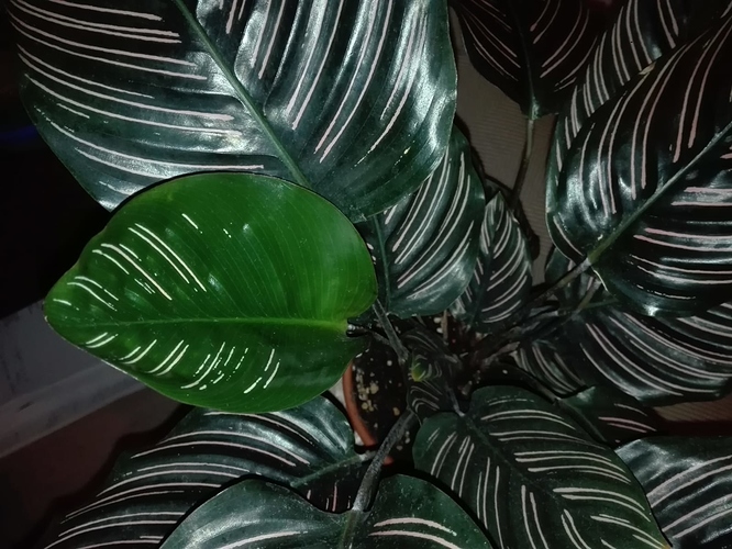 57
