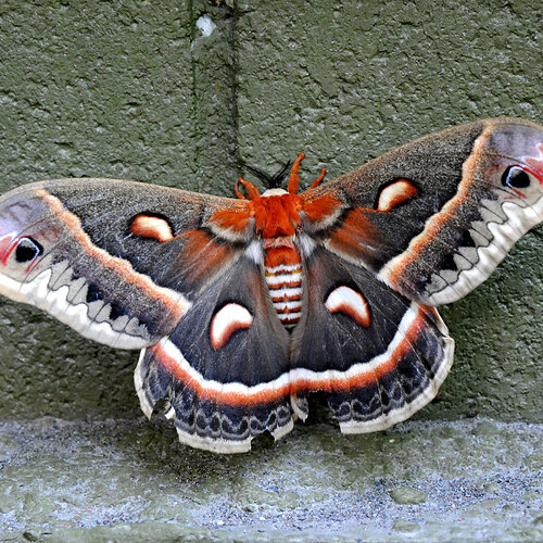 12GARDEN-MOTHS-slide-TOKA-mediumSquareAt3X