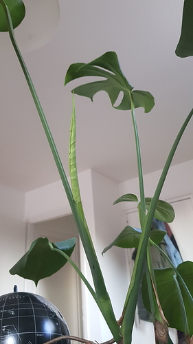 IMG-20190707-WA0029